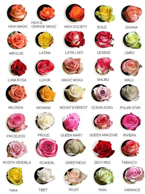 Frequently Asked Questions About Rose Type Flower