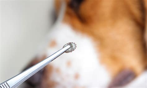 Frequently Asked Questions About Ticks on Dogs