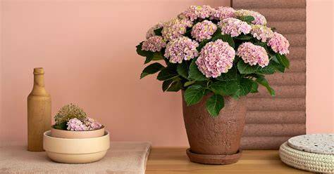 Frequently Asked Questions about Hydrangea Flower Walls