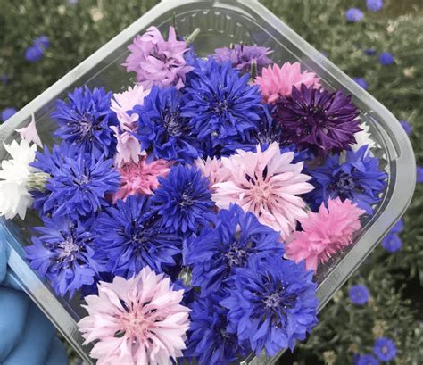 Frequently Asked Questions about July Flowers