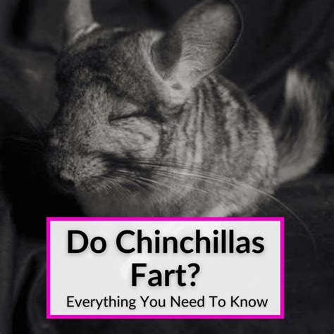 Frequently Asked Questions About Chinchilla Ledges