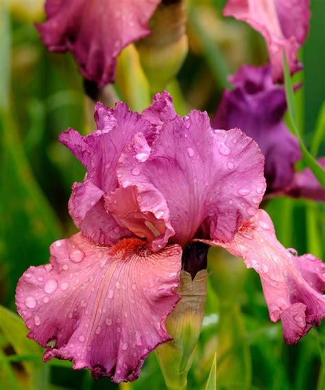 Fresh Cut Bearded Iris