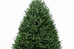 Fresh Cut Christmas Trees Home Depot