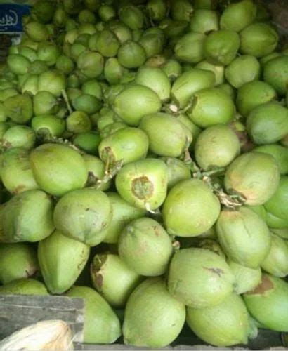 Florida Fresh Coconut, Organic Young, Buy Green Coconuts