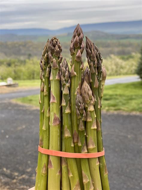 Freshly picked asparagus in a bundle