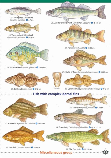 Freshwater Fish Id Chart