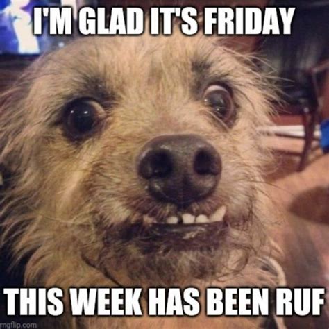 Friday Meme Dog