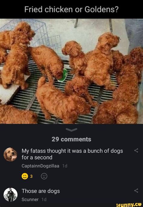 Fried Chicken Dog Meme