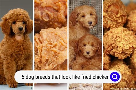 Fried Chicken Or Dog
