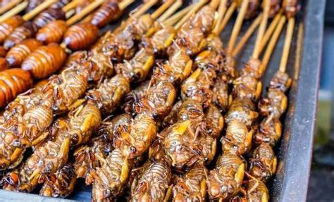 Fried Cicadas