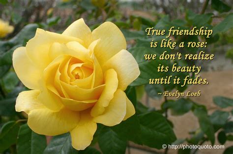 Friendship Quotes Yellow Roses