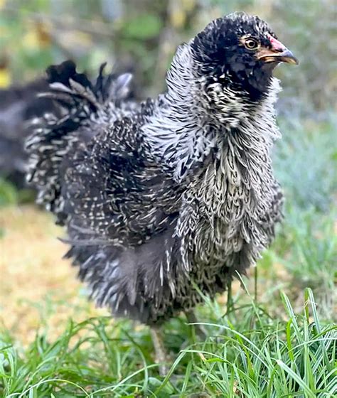 Frizzled Easter Egger