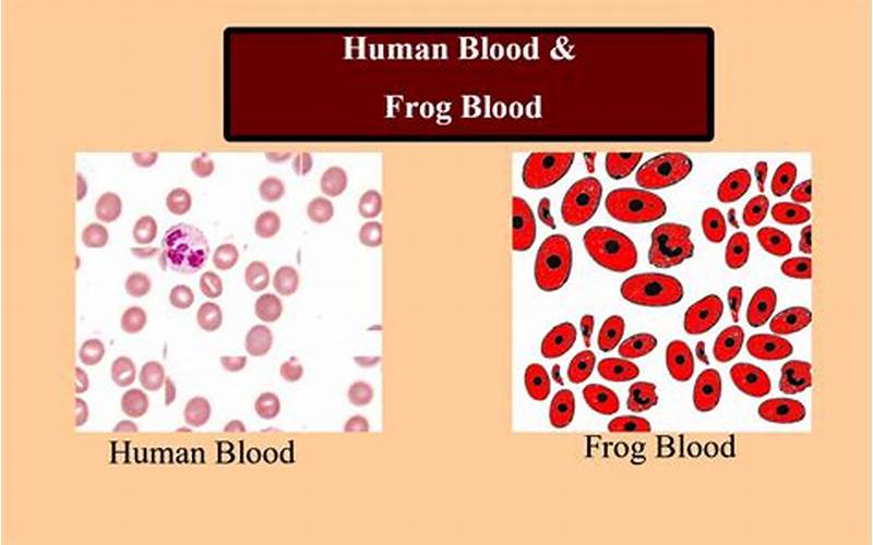 Frog Blood Components