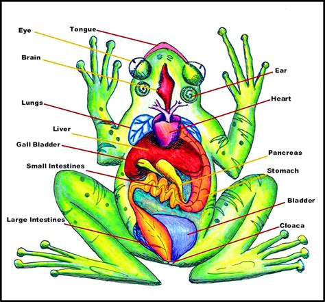 Frog Anatomy Diagram