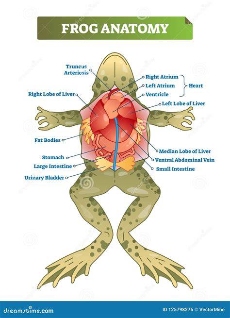 Frog Anatomy Top View