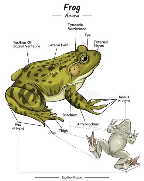 Frog Diagram External Anatomy