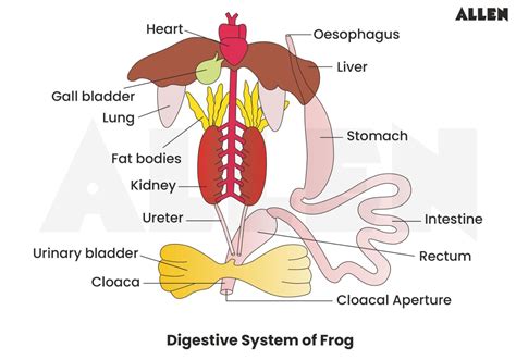Diagram of the Frog Digestive System