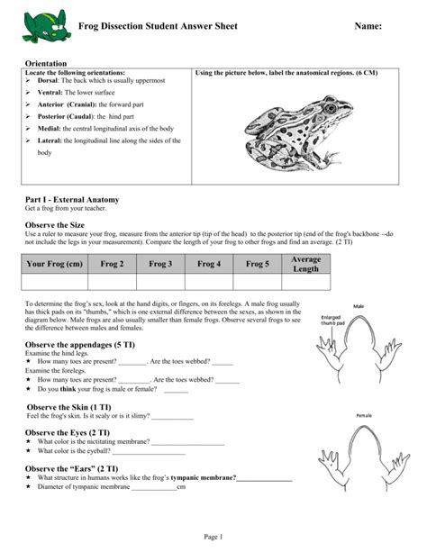 Frog Dissection Answer Sheet