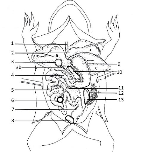 Frog Dissection Coloring Worksheet Answers