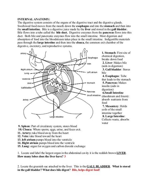Frog Dissection Pre Lab Worksheet Answer Key