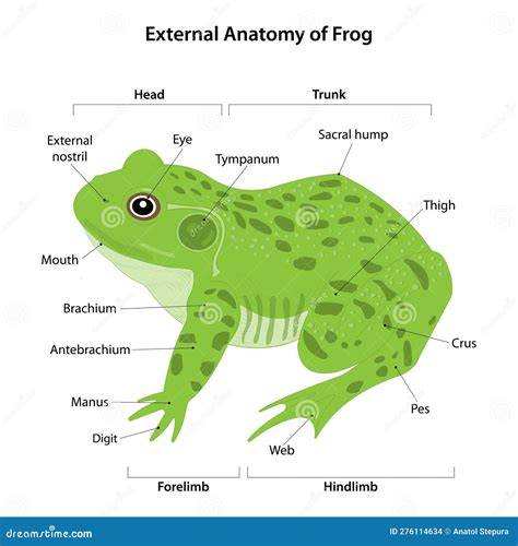 Frog External Anatomy Diagram