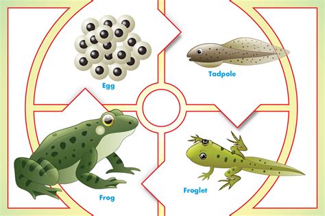 Frog For Kids