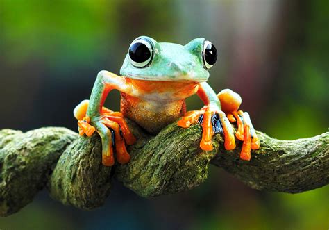 Frog Fun