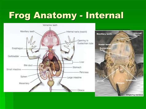 Frog Internal Anatomy Diagram