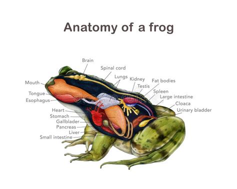 Frog Internal Organ Diagram