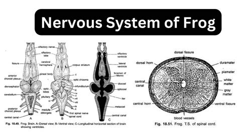 Frog Nervous System Diagram