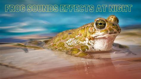 tree frog sound at night - Alive And Well Podcast Picture Archive