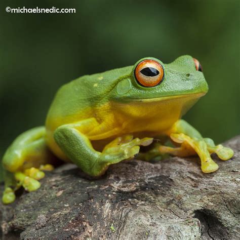 Frog Photography Tips