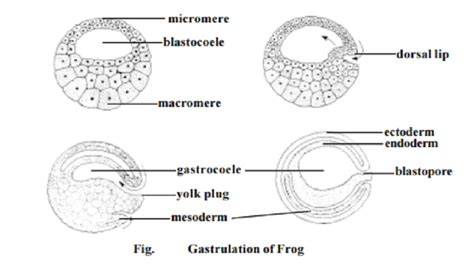 Frog gastrulation
