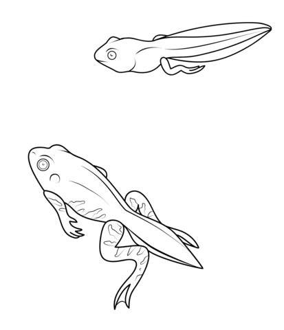 Froglet Coloring Pages