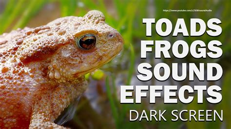 Free Images : nature, night, animal, wildlife, sitting, toad, amphibian