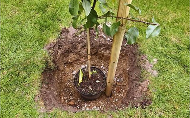 Fruit Tree Planting Tips