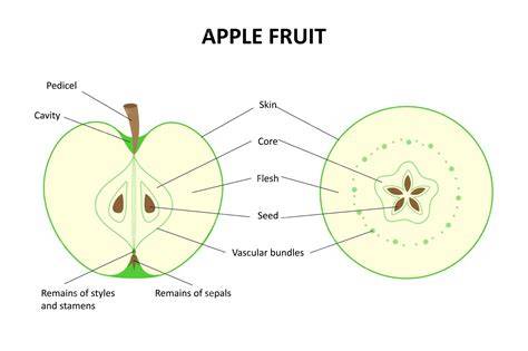 Fruit Diagram Labeled