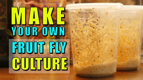Fruit Fly Culture Recipe