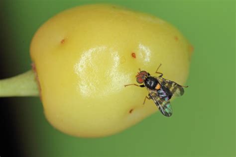 Fruit Fly Image