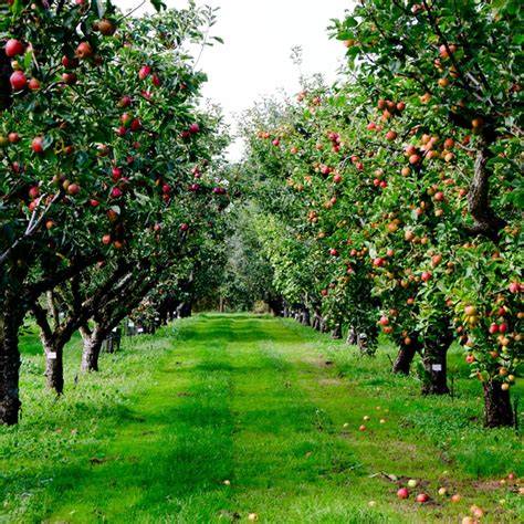 Fruit Orchard Pictures Inspiration