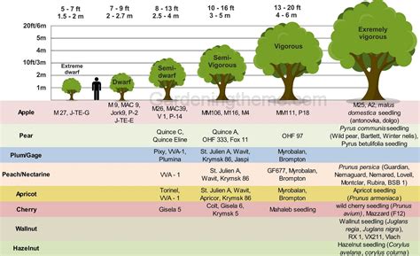 Fruit Tree Size Chart