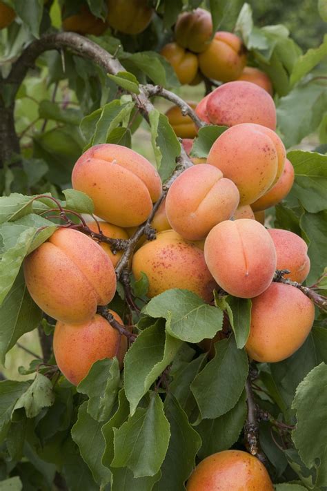 Easy Indoor Fruit Tree Varieties Fruit Trees You Can Grow Indoors