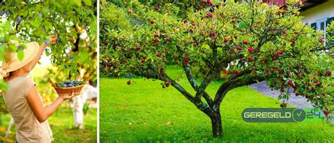 Fruitbomen