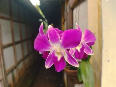 Fuchsia Dendrobium Orchids