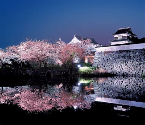 Fukuoka Castle Ruins Hanami