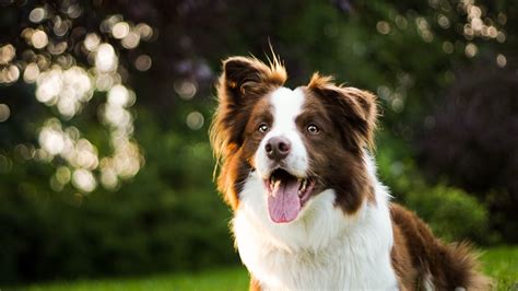 Full Grown Border Collie Brown And White