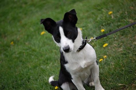Full Grown Border Collie Jack Russell Mix: A Perfect Combination Of
Intelligence And Energy