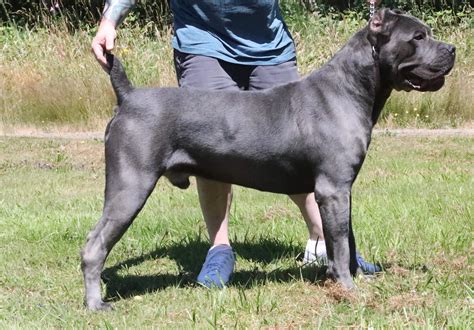 Full Grown Cane Corso Brindle Male: A Unique And Powerful Breed