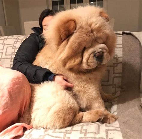 Full Grown Chow Chow Next To Human: A Comparison