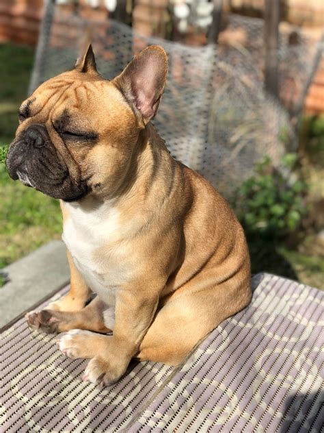 Full Grown French Bulldog Brown And White